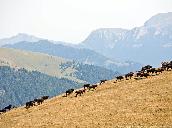 На территории заповедника сегодня насчитывается около 1000 особей млекопитающих 
из рода бизонов