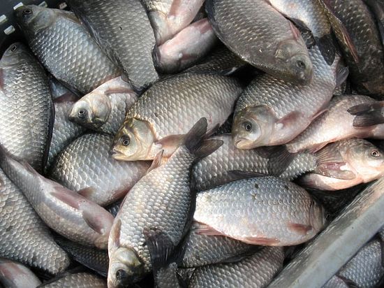 В прошлом году в Югре выловлено 16,7 тыс. тонн рыбы
