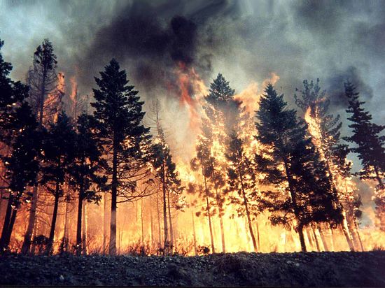 На борьбу с лесными пожарами в Кузбассе планируют потратить 60 млн рублей 