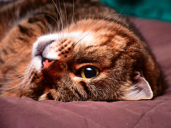 Тайный язык кошек: как разгадать поведение питомцев по хвостам - МК