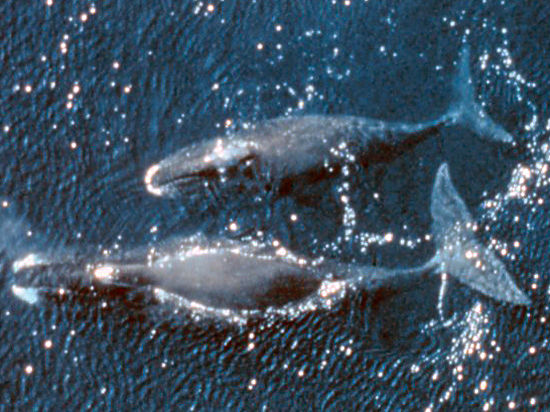 Вероятно серого и гренландского китов исключат из числа редких животных