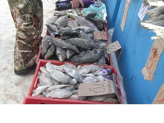 200 кг опасной рыбы обнаружили в Октябрьском районе Ижевска