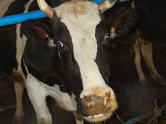 Высокоудойные коровы в хабаровских фермах дают не больше 14 литров молока в  день - МК Хабаровск