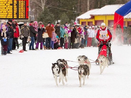 В Ярославской области пройдут гонки на собачьих упряжках
