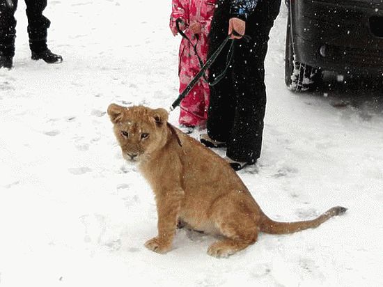 В карантинном центре для диких животных «Велес» под Петербургом новый обитатель — львенок Боня