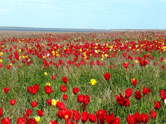 Фестиваль тюльпанов в Калмыкии вошел в ТОП-25 мероприятий событийного туризма