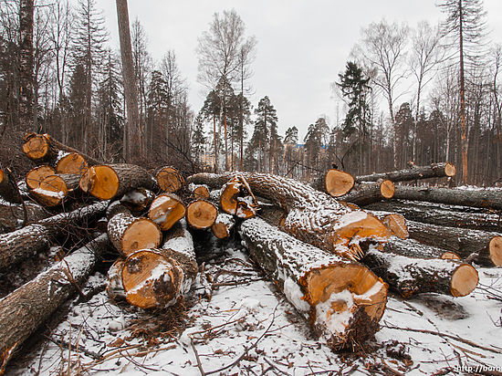 В Тверской области рубят лес, которого нет