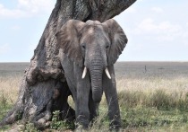 Группа исследователей, представляющих Школу анатомических наук Витватерсрандского университета в ЮАР, выяснила, что в естественных условиях африканские слоны в естественных условиях спят меньше, чем какие бы то ни было другие млекопитающие