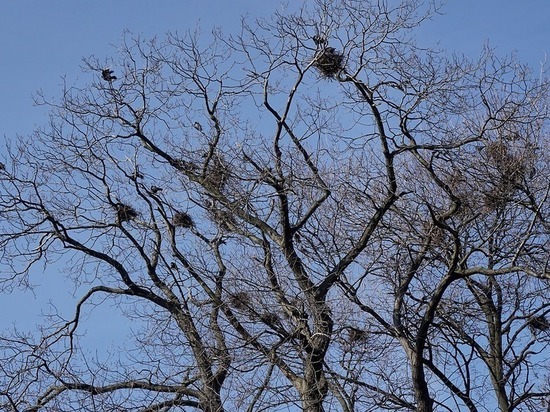 Птицы были замечены в Талдомском и Сергиево-Посадском районах