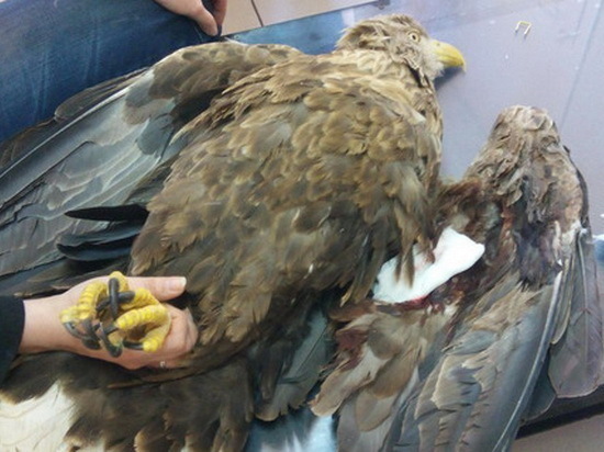 Воронежские ветеринары спасли раненного дробью астраханского орлана-белохвоста 