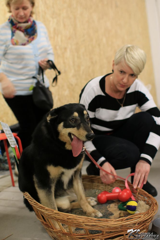 Возьми меня: В Петрозаводске волонтеры вывели в свет животных, которым нужен дом