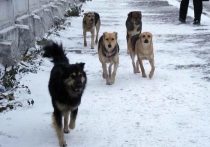 В Екатеринбурге тяжелая ситуация с безнадзорными собаками, отловленными на улице