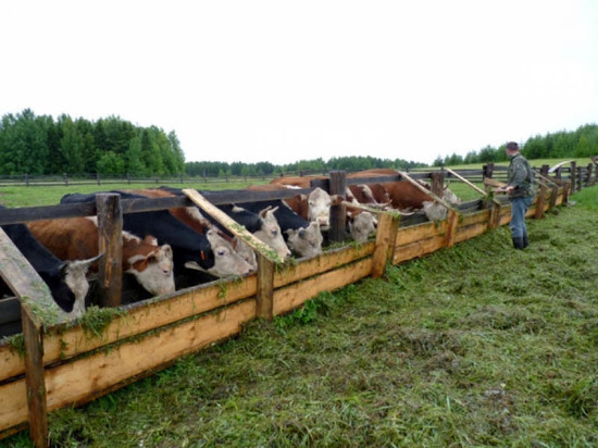 На поддержку фермерских хозяйств Омской области выделят 264 миллиона