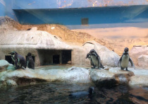 В Московском зоопарке — филиал роддома и яслей одновременно