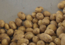Научная организация под названием Международный центр картофеля и американскок аэрокосмическое агентство NASA провели эксперимент по выращиванию картошки в условиях, приближенных к марсианским