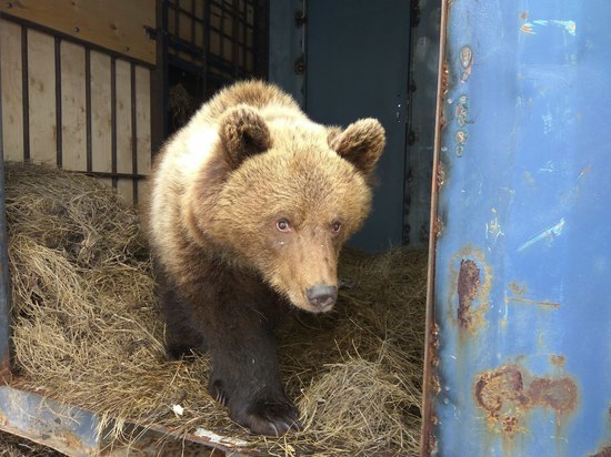 На аэродроме в Тверской области из спячки вышел медведь Мансур