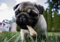 Ученые выяснили, что собаки способны пойти на хитрость ради любимой сочной сосиски