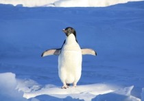 Желание принимать помощь от родителей даже после того, как детство осталось за спиной, оказалось характерно не только для некоторых людей, но и для отдельных особей галапагосских пингвинов