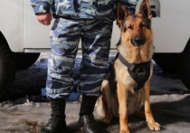 В Боханском районе задержан подозреваемый в поджоге дома житель деревни Херетин Боханского района, установить которого полицейским помогла служебно-разыскная собака Чак