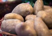 Столичные ученые создали картофель, отличающийся повышенными скороспелостью и продуктивностью