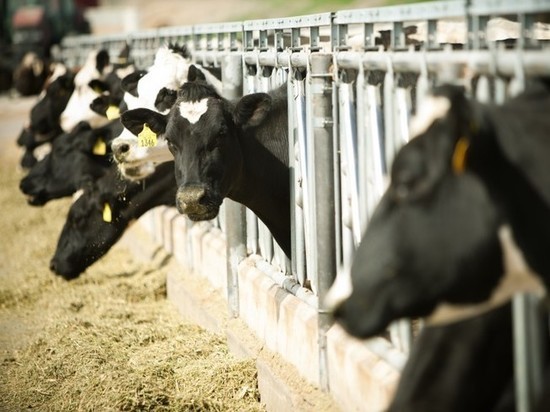 Мясо-молочный комплекс построят в Нижегородской области