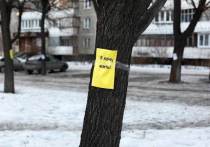 Утром жители дома на улице Захаренко обнаружили пропажу 50 деревьев