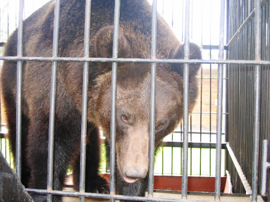 В тамбовском зоопарке проснулись медведи