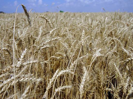 На пшеницу и кукурузу он составит 130 процентов