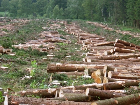 Нижегородский предприниматель получил условный срок за вырубку леса