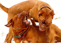 На вторник, 28 марта, Мосгордума запланировала проведение круглого стола на тему «Бойцовые собаки – защита или угроза»