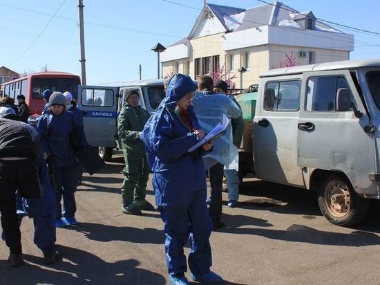 Администрация Иркутского района заявила об утилизации 1053 свиней в Хомутово 