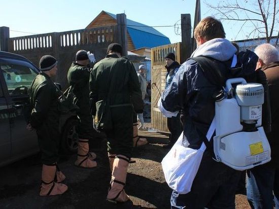 В Иркутском районе введен режим ЧС из-за падежа свиней от чумы