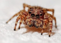 Если пауки захотят, они могут всего за один год съесть всех людей на Земле и даже не наесться
