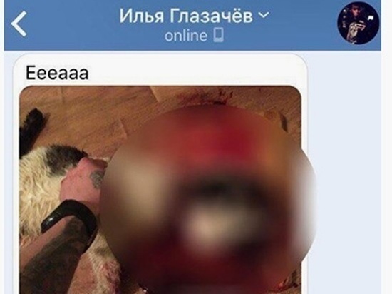 Обезглавленная оренбуржцем кошка на фото в соцсетях стала предметом уголовного дела 