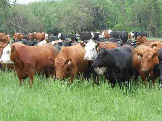 В Кувандыкском районе у фермера заберут полторы тысяч голов скота за долги 