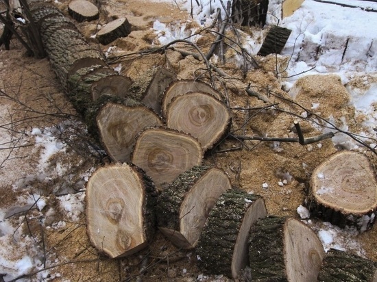 За 24 тысячи вырубленных в Нижнем Новгороде деревьев заплатили девять тысяч рублей