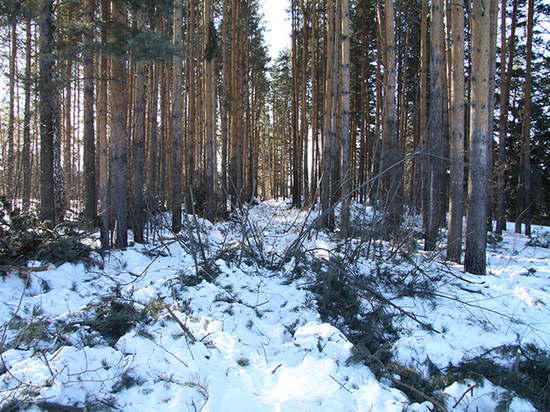 ОНФ призывает инициировать создание лесопаркового зеленого пояса вокруг Томска