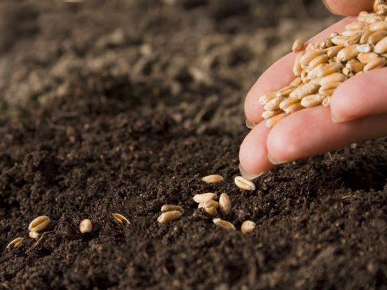 1,5 миллиона тонн зерна планирует собрать Нижегородская область
