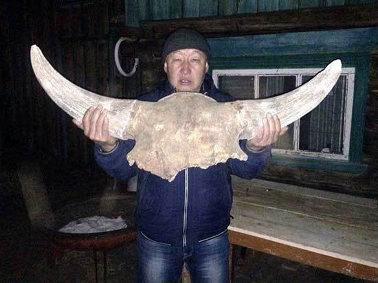 В Бичурском районе Бурятии нашли гигантский череп рогатого животного 
