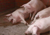 Подмосковные фермеры сидят, как на уголках — уже этой весной прогнозируется новая вспышка африканской чумы свиней (АЧС)