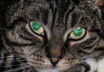 Расскажите, пожалуйста, почему у кошек в темноте светятся глаза? Или эта особенность присуща и другим животным?
