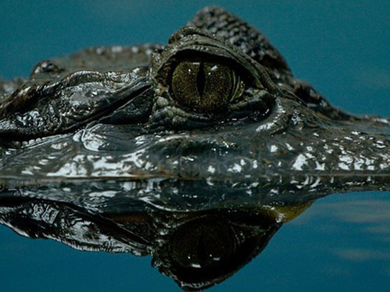 Больше всего они напоминали крокодилов
