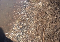 Жители села сегодня обнаружили страшную картину: рыба на поверхности водоема лежала мертвой