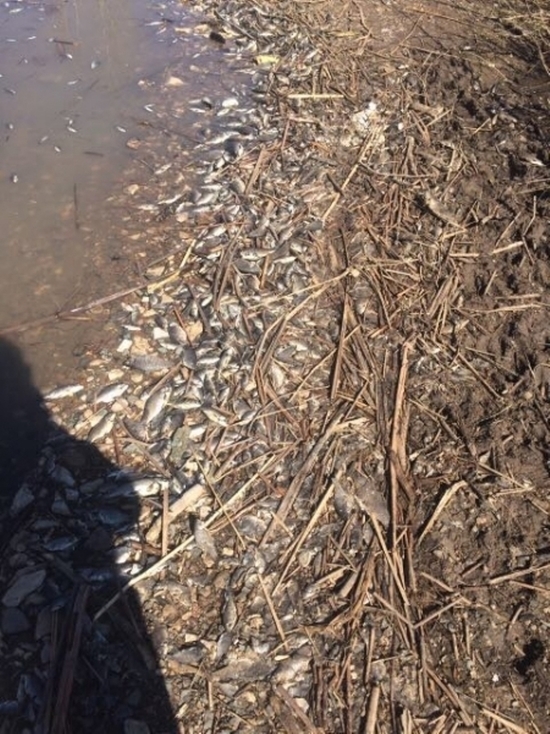 Возле села Никольское в озере обнаружена массовая гибель рыбы 