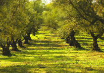 В Природном орнитологическом парке высадили 15 молодых олив
