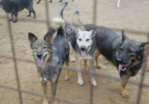Собак с явным физическим увечьем, а также белошерстных дворняг чаще берут из приютов домой москвичи