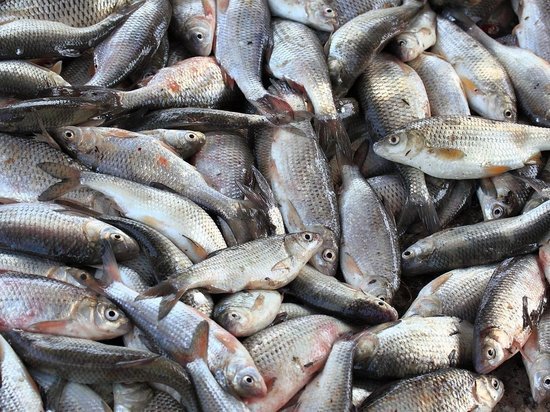Объем допустимого улова рыбы в Нижегородской области сокращен