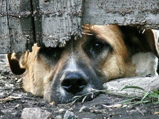 Административное дело на директора «концлагеря для собак» возобновлено