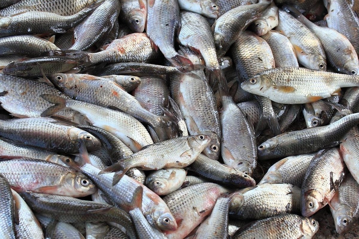 рыба храмуля в грузии