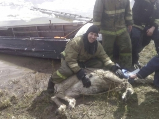 Спасатели Усть-Кута вытащили из Лены беременную самку изюбря 